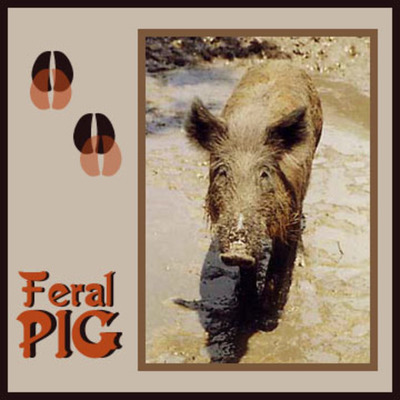 Timeline: Introduction of Feral animals to Australia