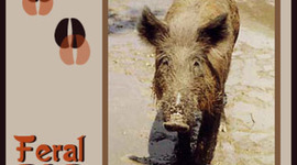 Timeline: Introduction of Feral animals to Australia