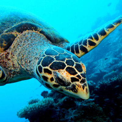 Timeline: Marine Biology