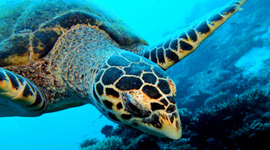 Timeline: Marine Biology