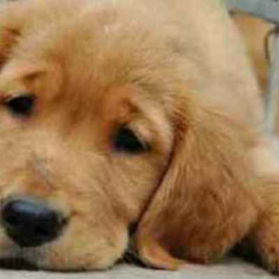 Timeline: Animal Testing