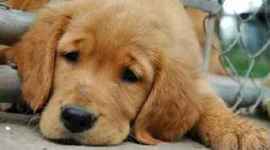 Timeline: Animal Testing