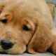 Sadlab