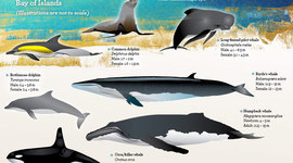 Timeline: Marine Mammal Protection Acts