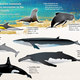 Marinemammals