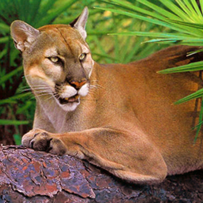 Timeline: Florida Panther Awareness Benefit Dinner