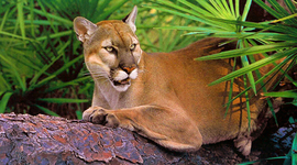 Timeline: Florida Panther Awareness Benefit Dinner