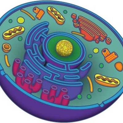 Timeline: Cell Theory Timeline