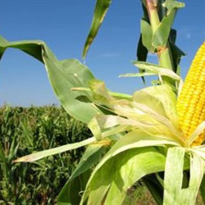 Timeline: Histoire des OGM