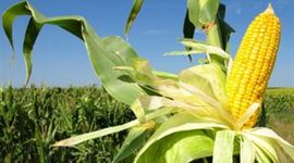 Timeline: Histoire des OGM