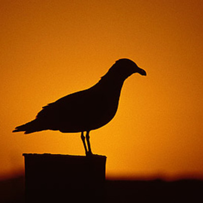 Timeline: Jonathan Livingston Seagull Timeline by Daniel Miller