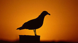 Timeline: Jonathan Livingston Seagull Timeline by Daniel Miller