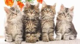 Timeline: World History Madison Mumm