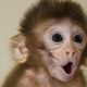 Baby monkey
