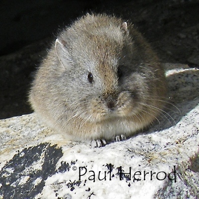 Timeline: xenophobia timeline