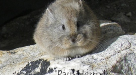 Timeline: xenophobia timeline