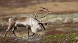 Timeline: SKOTVÍS - Hreindýraveiðar