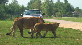 Timeline: Cowles Vs Balc Pre trial Events