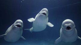 Timeline: Dolley Madison