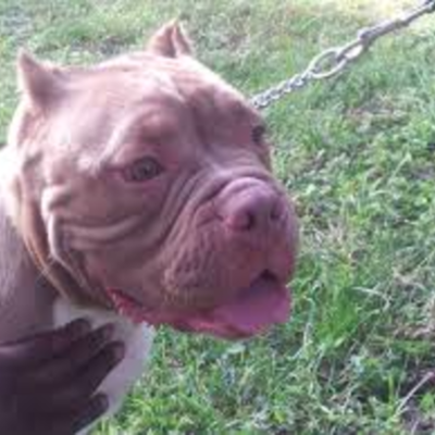 Timeline: Josh Against le World