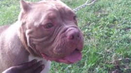 Timeline: Josh Against le World