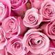 Pink roses