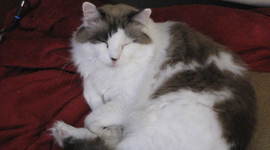 Timeline: The life of anna the cat lover (so far)