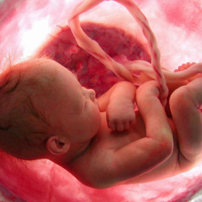 Timeline: Developmental Psychology Hera Ali