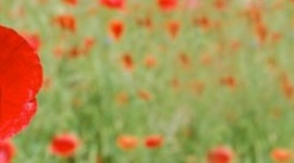 Timeline: World War 1