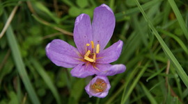 Timeline: Our project