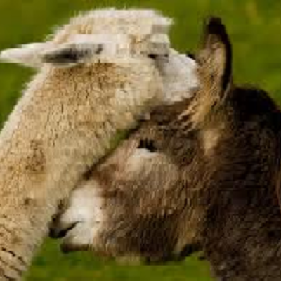 Timeline: The Adventure of Alpaca + Donkey