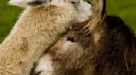 Timeline: The Adventure of Alpaca + Donkey