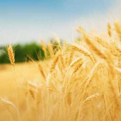 Timeline: History of Agriculture