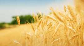 Timeline: History of Agriculture