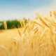 Food agriculture reorganisation 1410