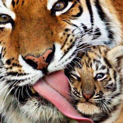 Timeline: AP Psychology -  Life of Abi