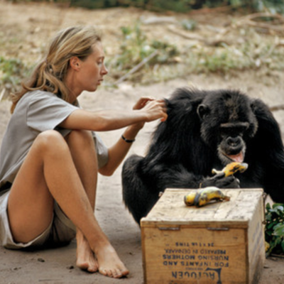 Timeline: גיין גודול