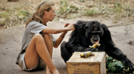 Timeline: גיין גודול