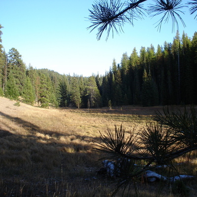 Timeline: Social Forces Timeline