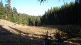 Timeline: Social Forces Timeline