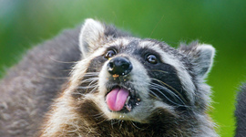 Timeline: GareBear and Judgycakes Constitution Timeline