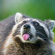 Cheekyraccoon
