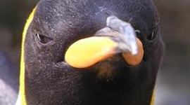 Timeline: Caitlan Burris 's African American History Timeline