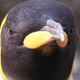 Angry peinguin