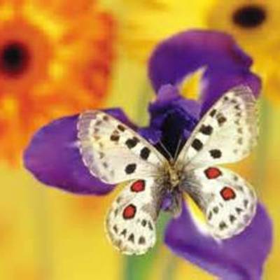 Timeline: The Butterfly Lifecycle