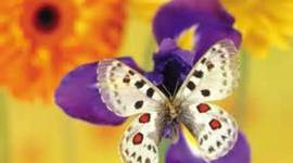 Timeline: The Butterfly Lifecycle