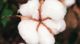 Timeline: Turner Mignerey