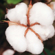 Cotton