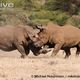 Two male white rhinoceros fighting