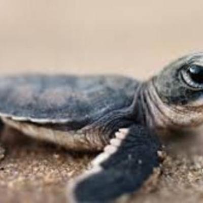 Timeline: Past, Present, and Future: Allison